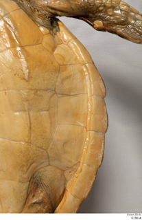 Turtle 8 belly shell 0003.jpg